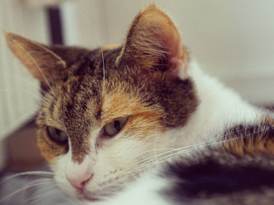 Närbild på katten Maja